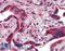 Calnexin antibody, LS-B3886, Lifespan Biosciences, Immunohistochemistry paraffin image 