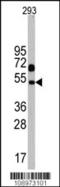 NP-I antibody, 62-783, ProSci, Western Blot image 