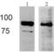 Niban Apoptosis Regulator 2 antibody, TA323380, Origene, Western Blot image 