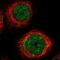 CPT2 antibody, NBP1-85471, Novus Biologicals, Immunofluorescence image 