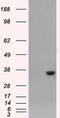 Aldo-Keto Reductase Family 1 Member A1 antibody, LS-C114824, Lifespan Biosciences, Western Blot image 