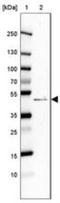 Protein AAR2 homolog antibody, NBP2-30422, Novus Biologicals, Western Blot image 