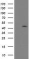 Ganglioside Induced Differentiation Associated Protein 1 Like 1 antibody, TA503153, Origene, Western Blot image 