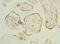 Protein HEXIM1 antibody, orb39473, Biorbyt, Immunohistochemistry paraffin image 