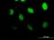 Structural Maintenance Of Chromosomes 3 antibody, H00009126-B01P, Novus Biologicals, Immunocytochemistry image 