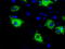Mitochondrial Translational Release Factor 1 Like antibody, TA501065, Origene, Immunofluorescence image 