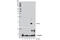 Amyloid Beta Precursor Protein antibody, 12843S, Cell Signaling Technology, Western Blot image 