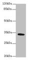 SET Domain Containing 9 antibody, orb35178, Biorbyt, Western Blot image 