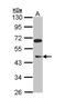 ETS Transcription Factor ERG antibody, GTX112926, GeneTex, Western Blot image 