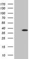 F-box only protein 8 antibody, NBP2-45622, Novus Biologicals, Western Blot image 
