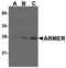 ADP-ribosylation factor-like protein 6-interacting protein 1 antibody, MBS150311, MyBioSource, Western Blot image 