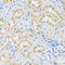 LETM1 domain-containing protein 1 antibody, 18-532, ProSci, Immunohistochemistry frozen image 