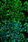 MHC II HLA-DR beta antibody, A7685, ABclonal Technology, Immunofluorescence image 