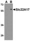 Solute carrier family 22 member 17 antibody, A09733, Boster Biological Technology, Western Blot image 