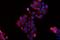 BCL2 Associated Athanogene 2 antibody, PB9524, Boster Biological Technology, Immunofluorescence image 