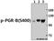 Progesterone Receptor antibody, A00541S400, Boster Biological Technology, Western Blot image 