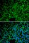 Gamma-Glutamyl Hydrolase antibody, orb167370, Biorbyt, Immunofluorescence image 