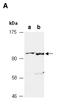 Zinc Finger And SCAN Domain Containing 10 antibody, orb107117, Biorbyt, Western Blot image 
