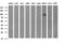 CD44 antibody, LS-C788279, Lifespan Biosciences, Western Blot image 