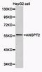 Angiopoietin 2 antibody, orb48935, Biorbyt, Western Blot image 