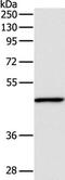 Inhibin beta A chain antibody, TA321447, Origene, Western Blot image 