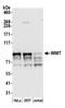 HMP antibody, A305-025A, Bethyl Labs, Western Blot image 