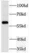 Jade Family PHD Finger 1 antibody, FNab06382, FineTest, Western Blot image 