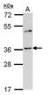 Olfactory Receptor Family 2 Subfamily A Member 4 antibody, LS-C185960, Lifespan Biosciences, Western Blot image 
