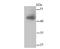 Mitogen-Activated Protein Kinase 8 antibody, NBP2-67302, Novus Biologicals, Western Blot image 