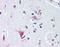 Wnt Family Member 8B antibody, TA317525, Origene, Immunohistochemistry paraffin image 