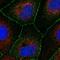 Rho GTPase Activating Protein 28 antibody, HPA030414, Atlas Antibodies, Immunofluorescence image 