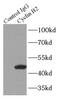 Cyclin B2 antibody, FNab02123, FineTest, Immunoprecipitation image 