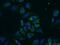 Neurotrophin 3 antibody, 18084-1-AP, Proteintech Group, Immunofluorescence image 