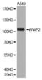 WW Domain Containing E3 Ubiquitin Protein Ligase 2 antibody, MBS127581, MyBioSource, Western Blot image 