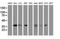 Jun Proto-Oncogene, AP-1 Transcription Factor Subunit antibody, NBP2-45470, Novus Biologicals, Western Blot image 