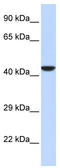 N-Myc And STAT Interactor antibody, TA339098, Origene, Western Blot image 