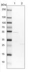 Family With Sequence Similarity 126 Member B antibody, NBP1-81636, Novus Biologicals, Western Blot image 