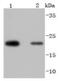 Peroxiredoxin 2 antibody, NBP2-67887, Novus Biologicals, Western Blot image 