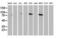 Catenin Beta 1 antibody, LS-C785534, Lifespan Biosciences, Western Blot image 