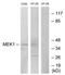 Mitogen-Activated Protein Kinase Kinase 1 antibody, AP33282PU-N, Origene, Western Blot image 