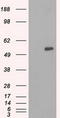 Large neutral amino acids transporter small subunit 2 antibody, LS-C784335, Lifespan Biosciences, Western Blot image 