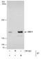 Structural Maintenance Of Chromosomes 1A antibody, PA5-29691, Invitrogen Antibodies, Immunoprecipitation image 