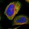 5', 3'-Nucleotidase, Cytosolic antibody, HPA023632, Atlas Antibodies, Immunofluorescence image 