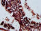 Leukocyte immunoglobulin-like receptor subfamily A member 3 antibody, CSB-PA836677LA01HU, Cusabio, Immunohistochemistry frozen image 