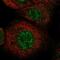 LysM Domain Containing 1 antibody, PA5-55755, Invitrogen Antibodies, Immunofluorescence image 