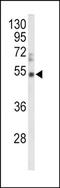 Prg antibody, orb247702, Biorbyt, Western Blot image 