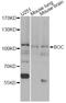 BOC Cell Adhesion Associated, Oncogene Regulated antibody, LS-C748498, Lifespan Biosciences, Western Blot image 