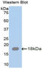 Prg antibody, LS-C301129, Lifespan Biosciences, Western Blot image 