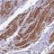 Zinc Finger Protein 2 antibody, NBP1-89340, Novus Biologicals, Immunohistochemistry paraffin image 