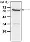 Cysteine protease ATG4D antibody, PA5-28363, Invitrogen Antibodies, Western Blot image 